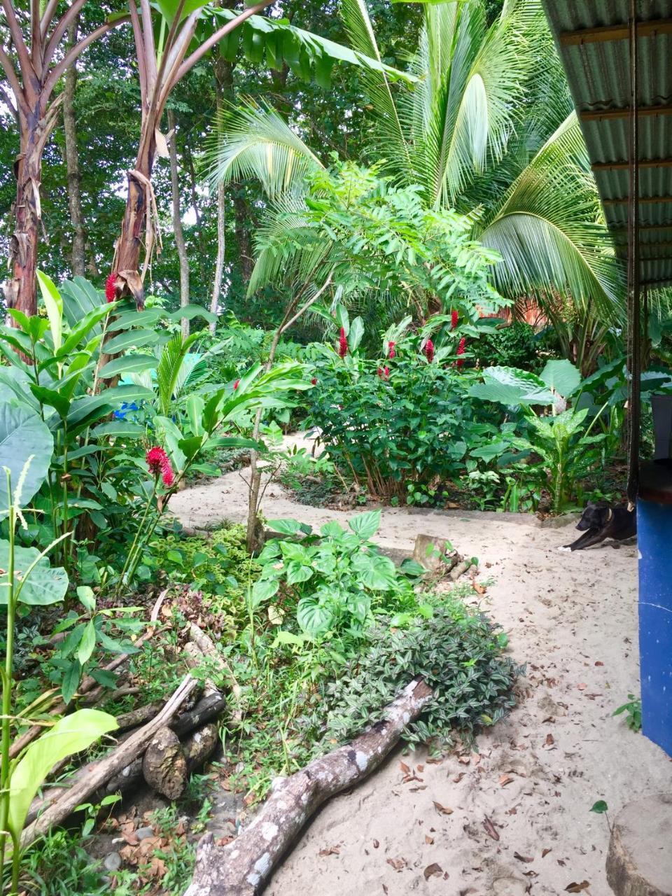 Oasis Albergue Puerto Viejo de Talamanca Exterior foto